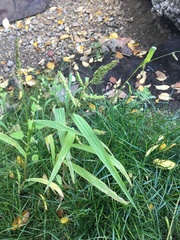 Echinochloa crus-galli