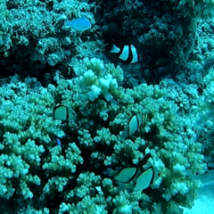 Dascyllus reticulatus