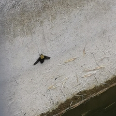 Sataspes xylocoparis