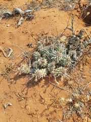 Euphorbia caput-medusae