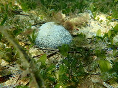 Plesiastrea versipora