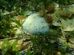 Plesiastrea versipora