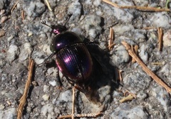 Phelotrupes auratus