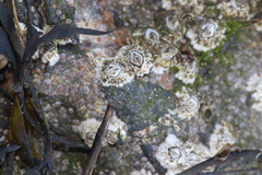 Semibalanus balanoides
