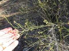 Baccharis brachyphylla