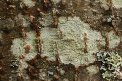Lecanora symmicta