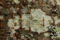 Lecanora symmicta