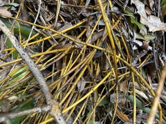 Dendrobium cunninghamii