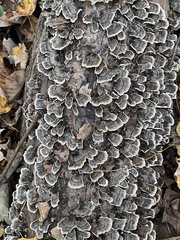 Trametes versicolor