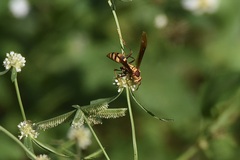 Polistes major major