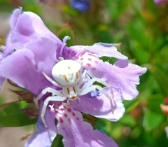 Zygometis xanthogaster