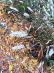 Setaria viridis