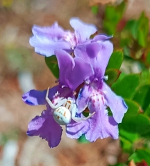 Zygometis xanthogaster