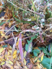 Setaria viridis