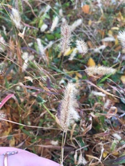 Setaria viridis