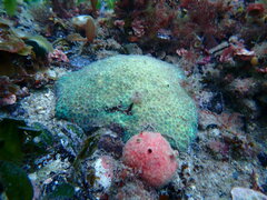 Plesiastrea versipora