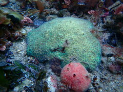 Plesiastrea versipora