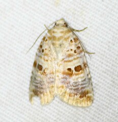 Diastema tigris