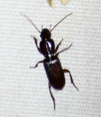 Stenomorphus californicus