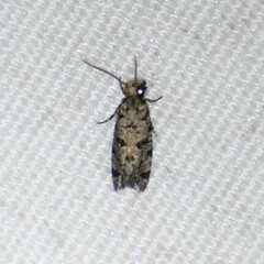 Amydria margoriella
