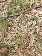 Dianella longifolia