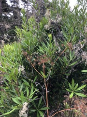 Cicuta douglasii