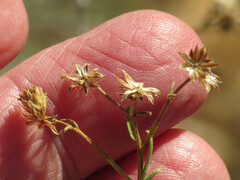 Baccharis brachyphylla