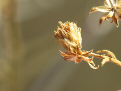 Baccharis brachyphylla
