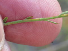 Baccharis brachyphylla