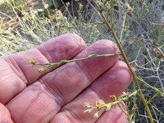 Baccharis brachyphylla