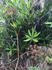 Cicuta douglasii