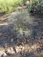 Baccharis brachyphylla