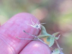 Brickellia coulteri