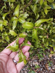 Phyllocladus alpinus