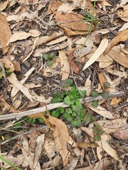 Goodenia rotundifolia