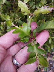 Phyllocladus alpinus