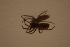 Nuctenea umbratica
