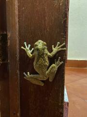 Trachycephalus vermiculatus