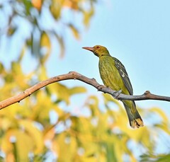 Oriolus flavocinctus