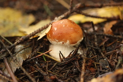 Leucocortinarius bulbiger