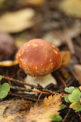 Leucocortinarius bulbiger