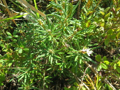 Rhododendron subulatum