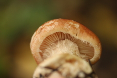 Leucocortinarius bulbiger
