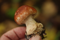Leucocortinarius bulbiger