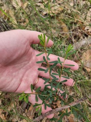 Pultenaea euchila