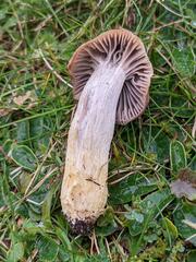 Cuphophyllus flavipes