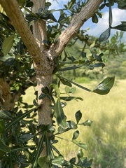 Crescentia alata