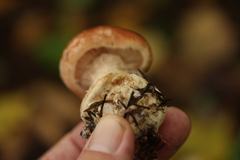 Leucocortinarius bulbiger