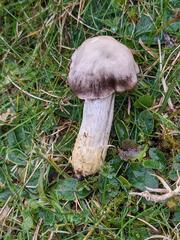 Cuphophyllus flavipes