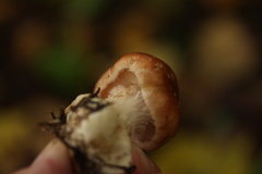 Leucocortinarius bulbiger